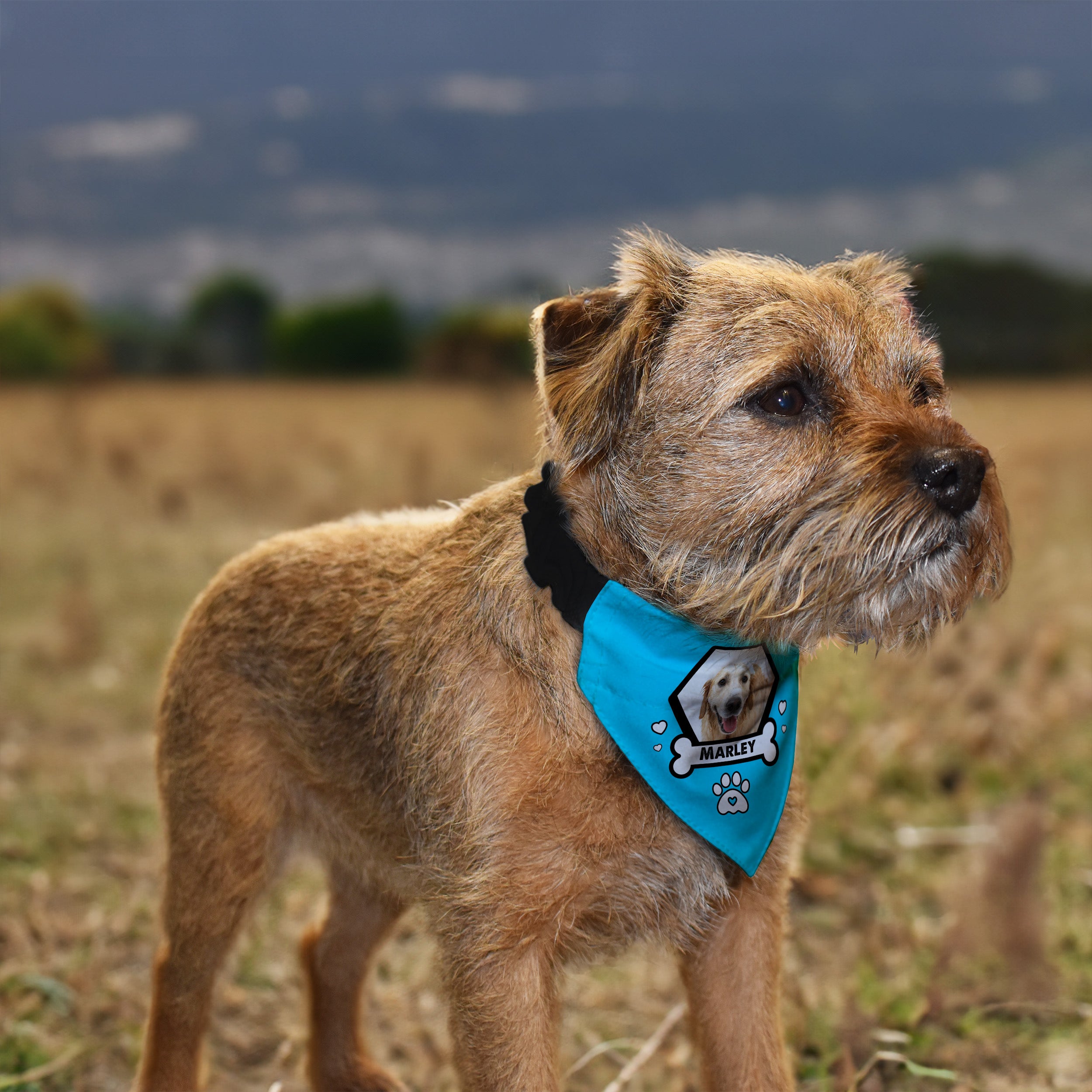 Pet Photo - Custom Any Colour - Personalised Dog Bandana - 4 Sizes