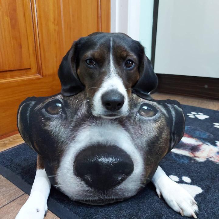 Dog Face Cushion - Pet Mush Cush 1